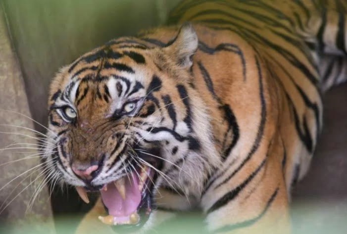 Harimau Sumatra bernama Bintang Baringin di kandang Medan Zoo, Kota Medan, Sumatera Utara. - Image