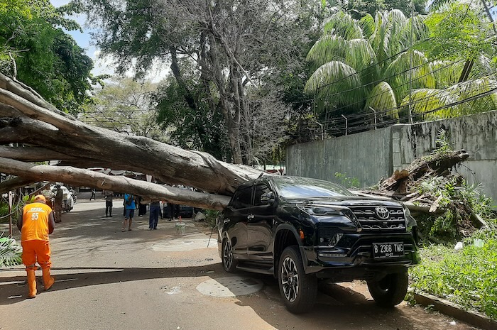 Pohon besar tumbang di depan rumah Capres Nomor Urut 2 Prabowo Subianto di Jalan Sriwijaya. (Sabik Aji Taufan) - Image