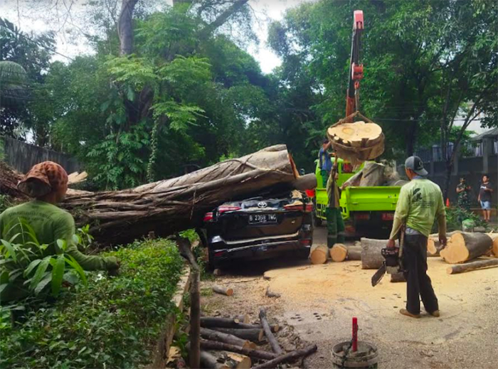 Sebuah pohon besar tumbang tak jauh dari kediaman calon presiden nomor urut 2 Prabowo Subianto. Peristiwa tersebut tepatnya terjadi di Jalan Sriwijaya 1 Rt 004/001, Selong, Kebayoran Baru, Jakarta - Image