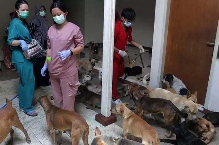 Ratusan anjing yang diselamatkan dari praktik jagal ketika diperiksa di penampungan di Semarang. - Image