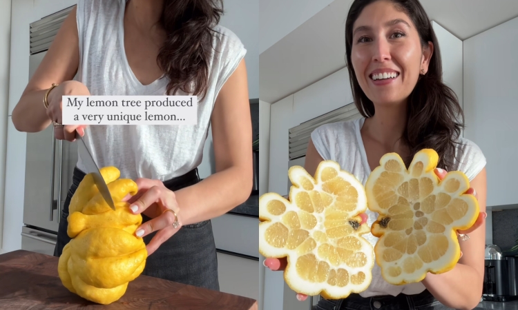 Lemon berbentuk unik. - Image