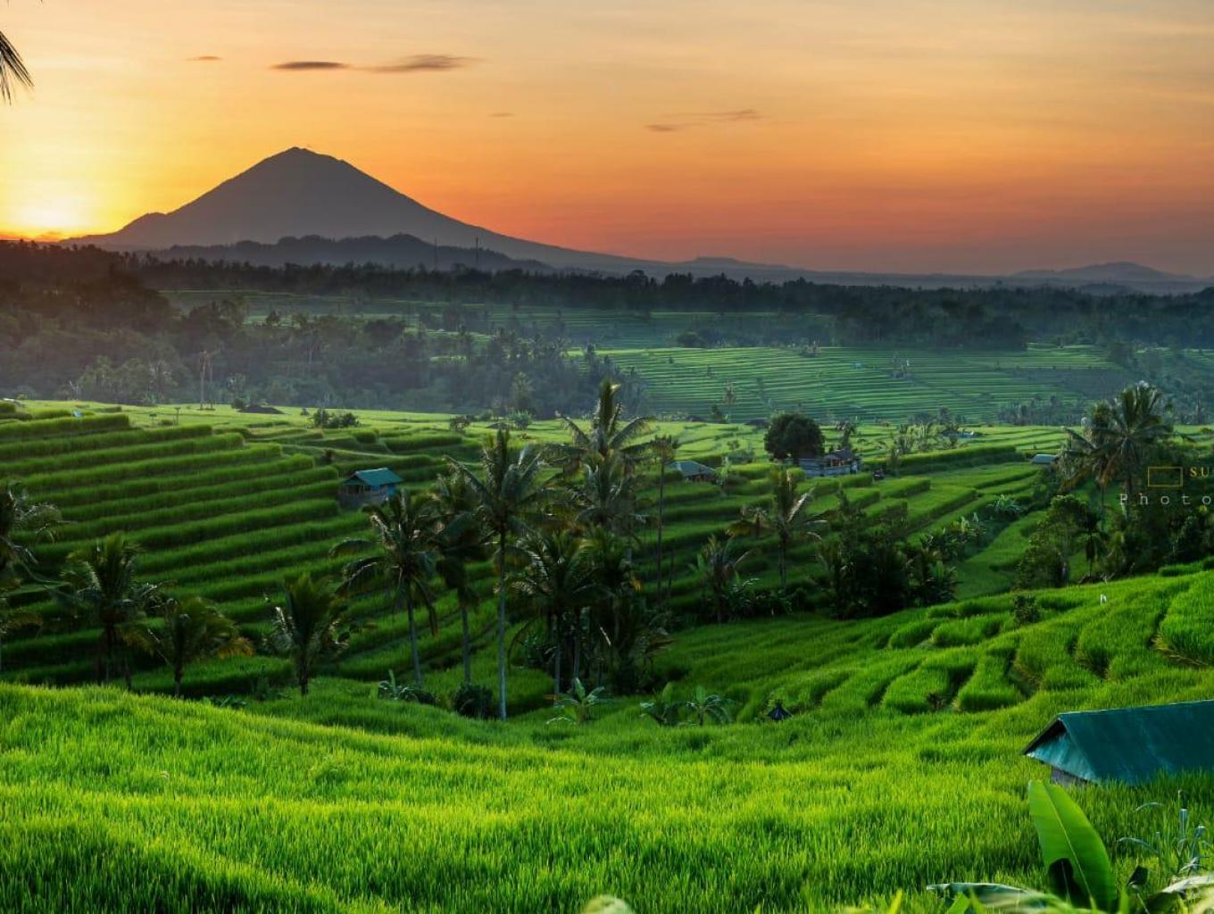Pemandangan Teras Sawah Jatiluwih Bali. (sumber foto : jadesta.kemenparekraf) - Image