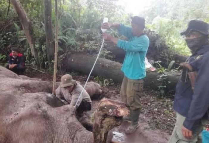 Gajah bernama Rahman mati dibunuh, gadingnya dipotong. - Image