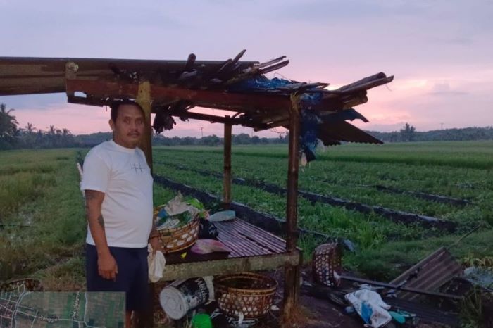 Gubuk tempat belasan pemetik buah semangka disambar petir di areal persawahan Subak Kawis, Desa Budeng, Kecamatan Jembrana, Sabtu (27/1). - Image