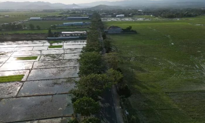 Area persawahan di Kelurahan Panggungrejo, Kecamatan/Kabupaten Tulungagung yang akan jadi lokasi tol Kediri-Tulungagung - Image