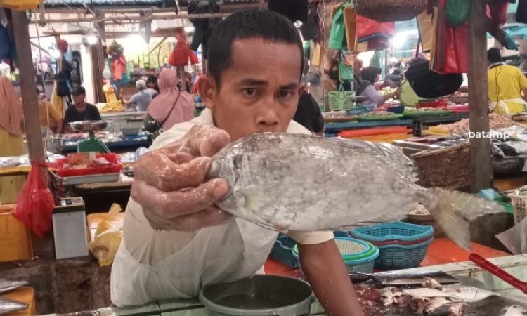 Ahong, pedagang ikan di Pasar Bintan memperlihatkan ikan dingkis. - Image