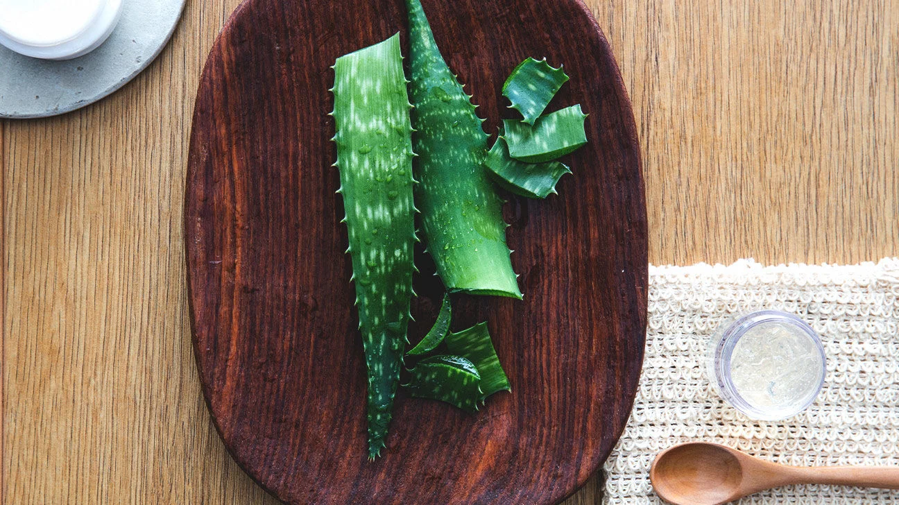 Gambar aloe vera. (Sumber foto : pinterest) - Image