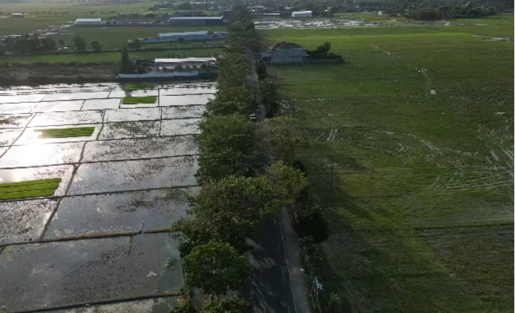Tampak persawahan di Kelurahan Panggungrejo, Kecamatan/Kabupaten Tulungagung, jadi lokasi tol Kediri-Tulungagung. - Image