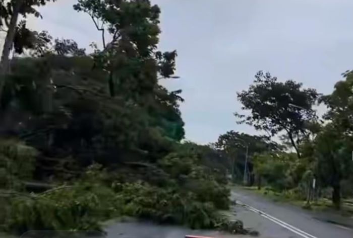 Pohon tumbang saat hujan deras mengguyur Surabaya. - Image