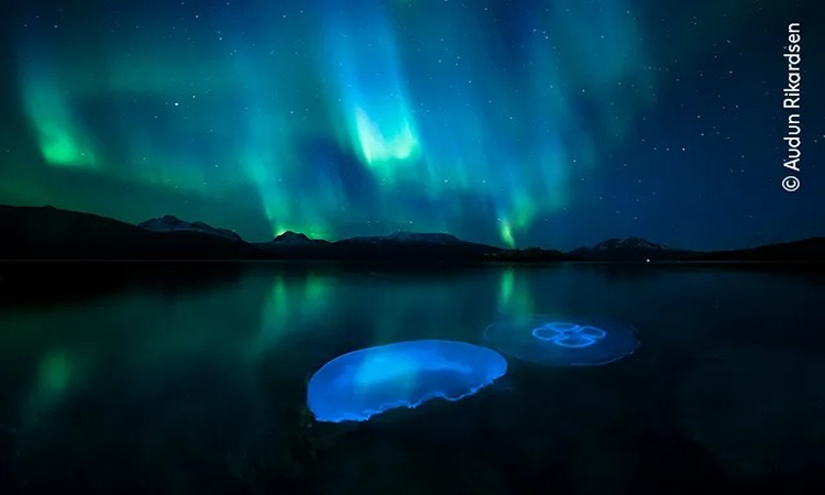 Aurora Jellie oleh Audun Rikardsen.