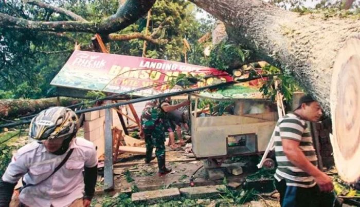 Pohon trembesi tumbang timpa warung bakso dan UMKM di Malang. - Image