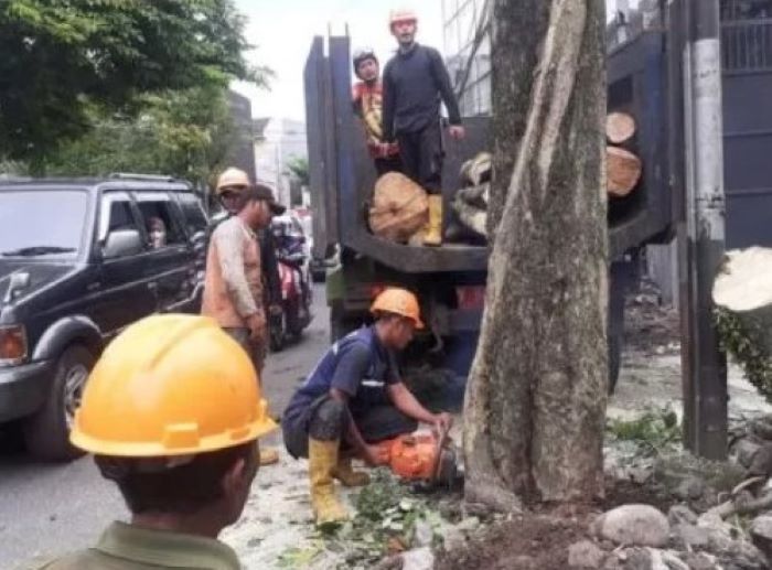 Kota Malang mulai daftar ratusan pohon untuk ditebang demi keselamatan pengendara. - Image