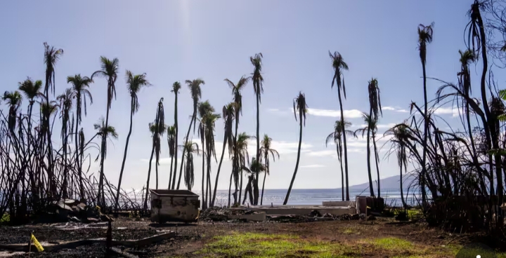 Pohon palem yang layu berjajar di properti yang hancur di Lahaina, Hawaii, pada 8 Desember 2023, di tengah upaya pemulihan setelah kebakaran hutan pada bulan Agustus. - Image