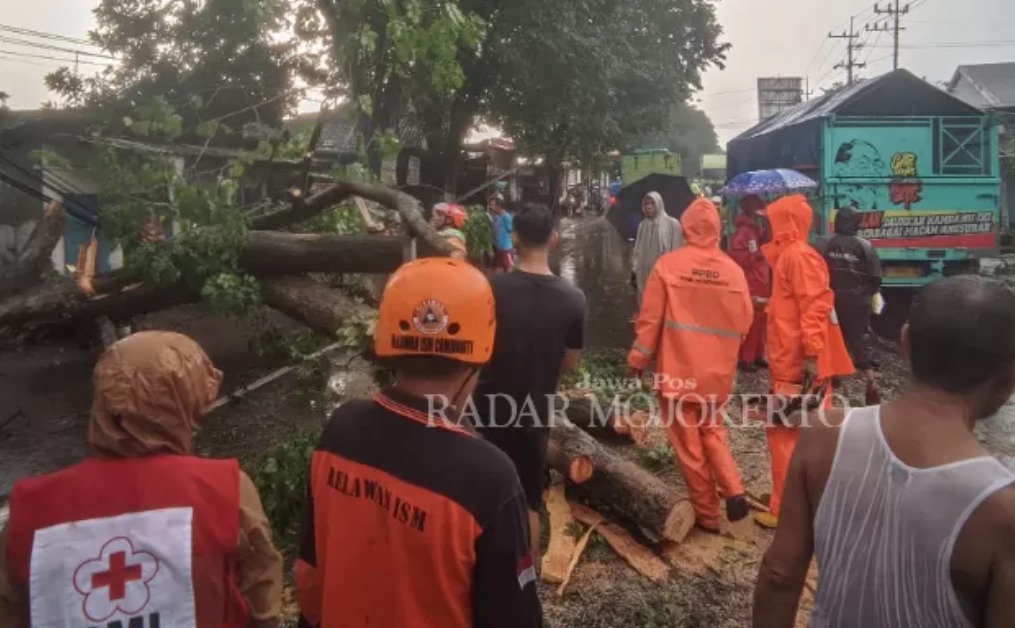 Hujan lebat kembali tumbangkan pohon di Mojokerto dan tutup jalan nasional. (Radar Mojokerto) - Image