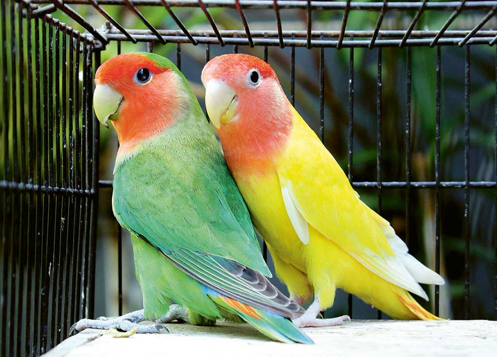 MOLEK: Agapornis roseicollis yang populer disebut lovebird nonklep. - Image