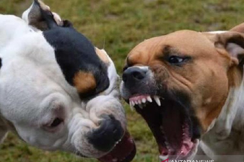 Ilustrasi: Anjing pitbull. (Istimewa) - Image