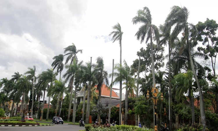 Angin kencang yang terjadi di Malang dan mengakibatkan pohon palem di sepanjang Jalan Ijen tersapu angin kencang pada hari Selasa (13/3) kemarin. /Radar Malang - Image