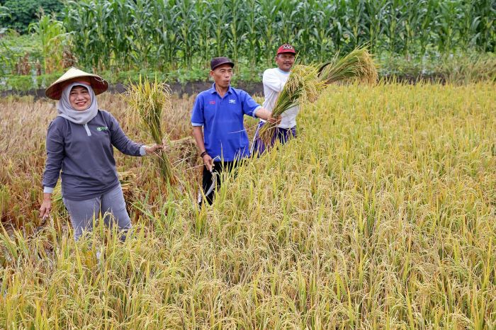 DKPP) Surabaya panen raya padi bersama kelompok tani Kelurahan Made, Kecamatan Sambikerep, Sabtu (16/3). - Image