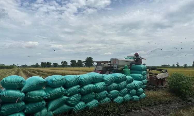 Proses panen gabah oleh petani padi di Desa Keras, Kecamatan Diwek, Kabupaten Jombang./Azmy Endiyana Z/Radar Jombang - Image