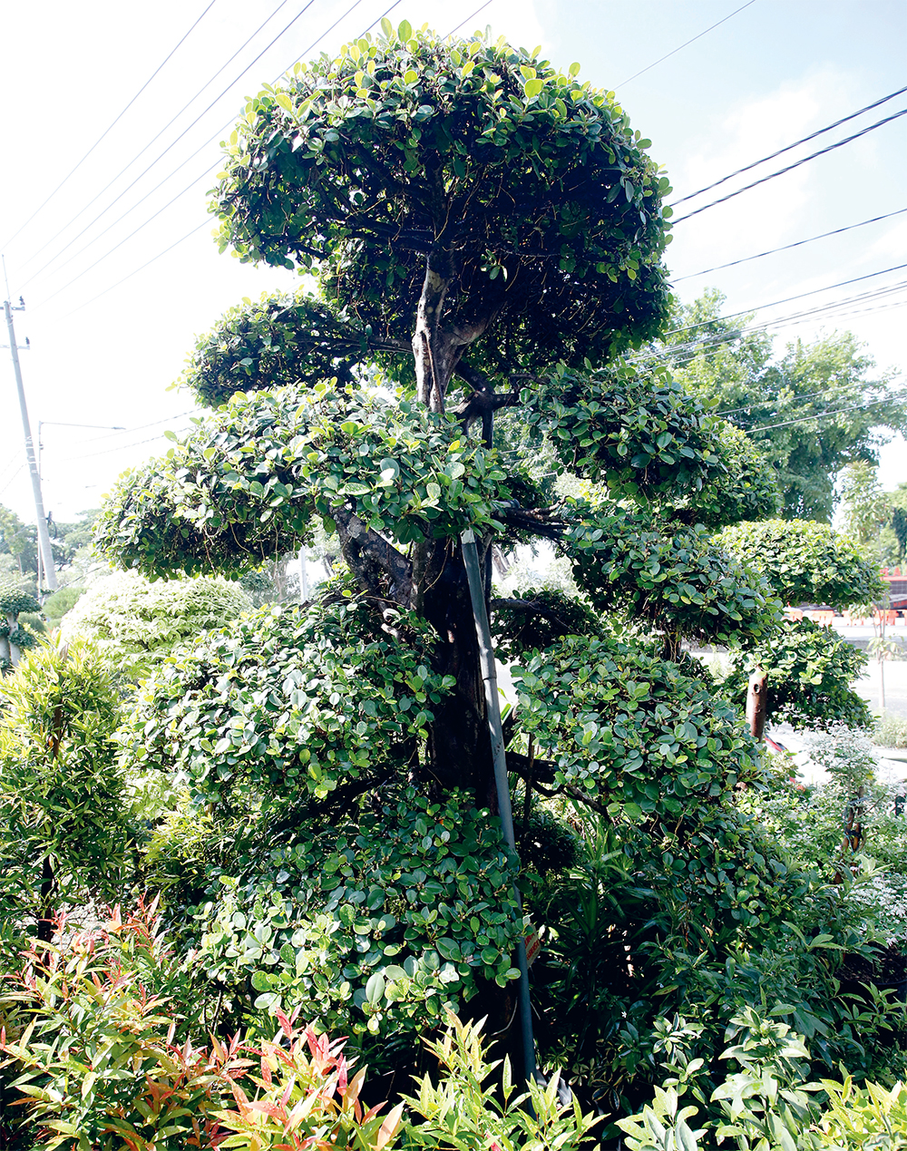 Taman Minimalis di Janapada