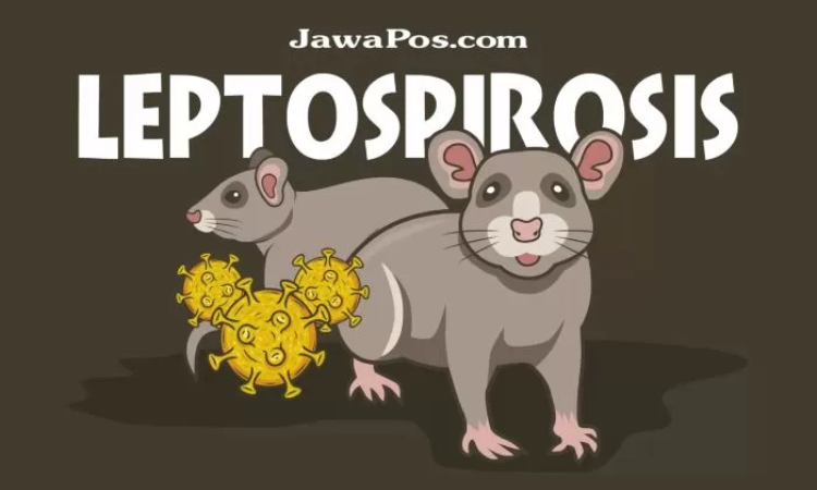 ILUSTRASI: Leptospirosis. (JawaPos.com) - Image