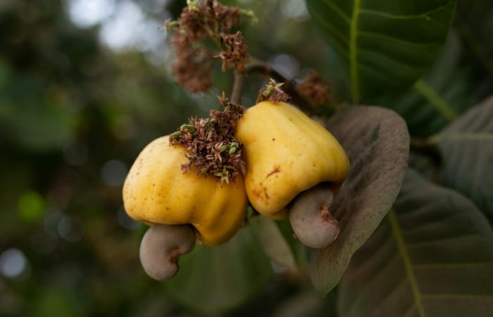 Buah jambu mete (pexels/Timothy Yiadom) - Image