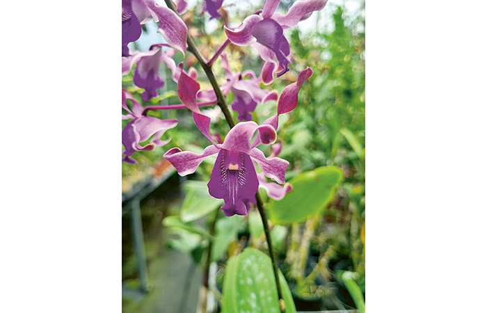 Anggrek. - Image