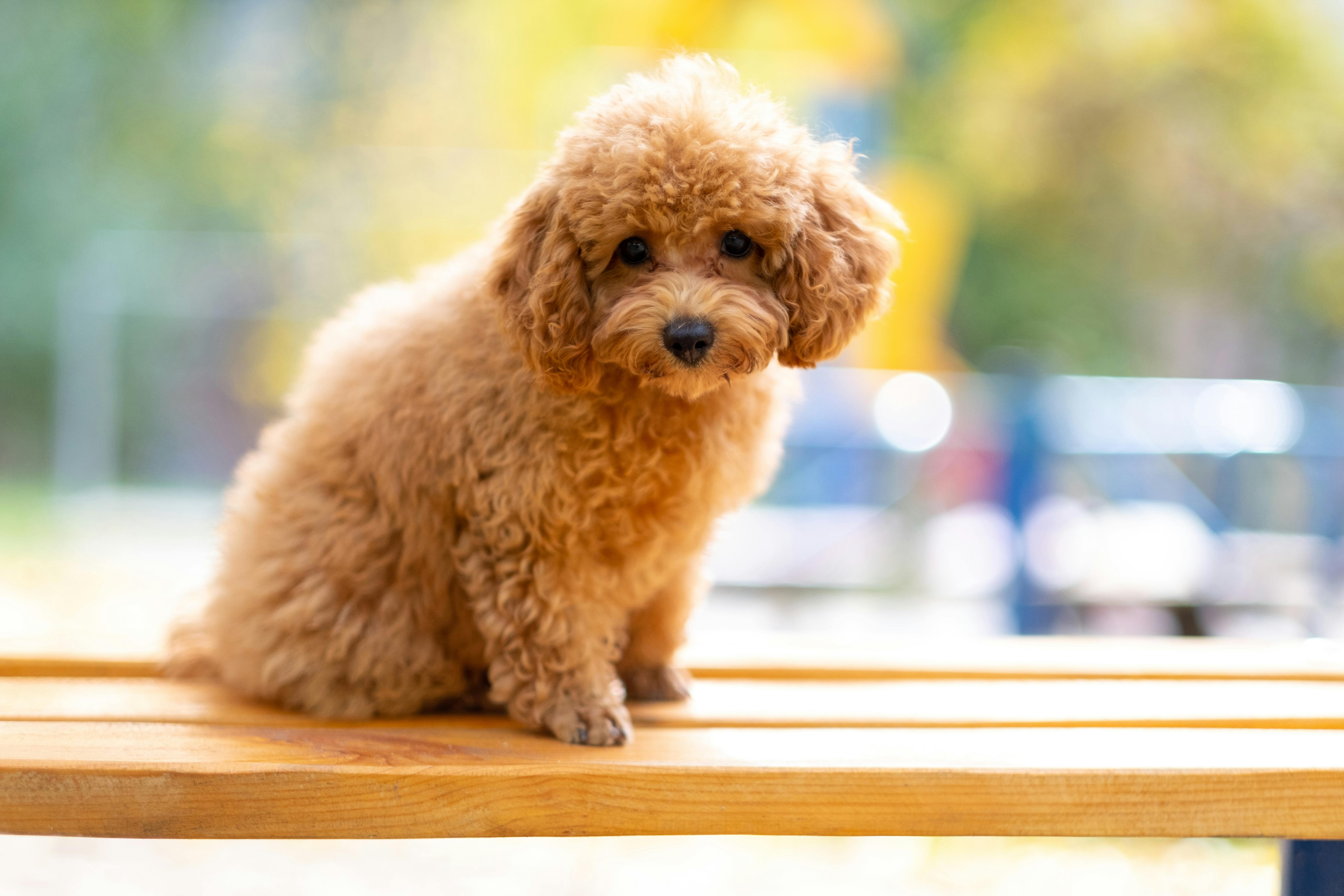 Ras anjing poodle (Sumber foto : pexels.com) - Image