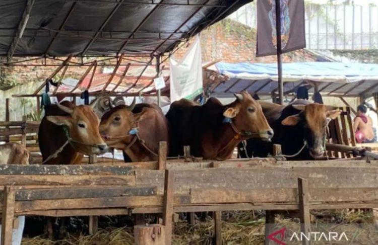 Sekumpulan sapi di tempat penampungan hewan kurban (TPnHK) kawasan Pancoran, Jakarta Selatan, Kamis (22/6/2023). (ANTARA/Luthfia Miranda Putri/aa) - Image