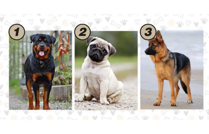 Tes kepribadian dengan memilih gambar anjing (abmeyerwood.com) - Image