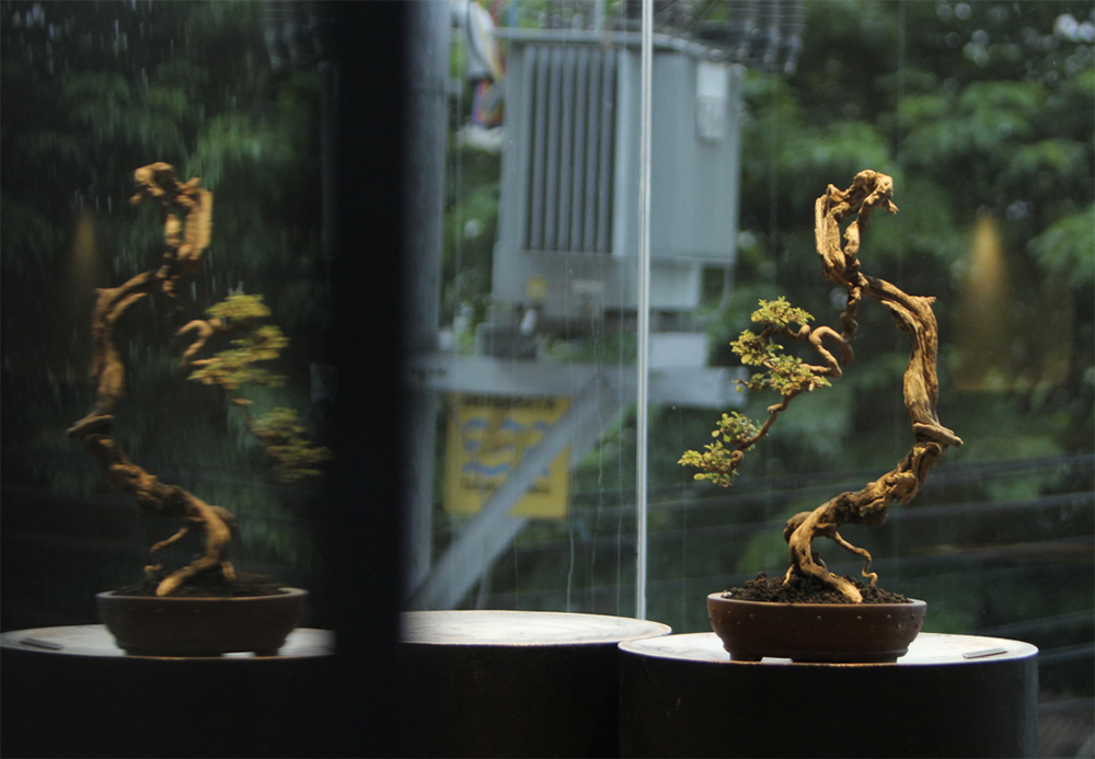 TUMBUH OPTIMAL: Batang bonsai legundi yang tangguh jadi salah satu fitur kesukaan kolektor. Karena itu, perlu diperhatikan kecukupan unsur hara dan lime sulfur. - Image