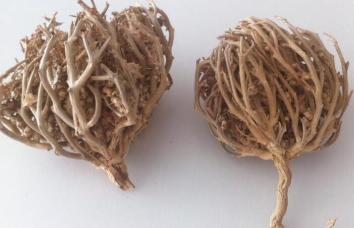 Rumput Fatimah (ebay.ch) - Image