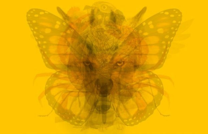 Gambar kupu-kupu, elang, anjing, serigala, belalang, kepiting, kuda, dan ayam betina dapat mengungkapkan sifat dan kepribadian seseorang. - Image