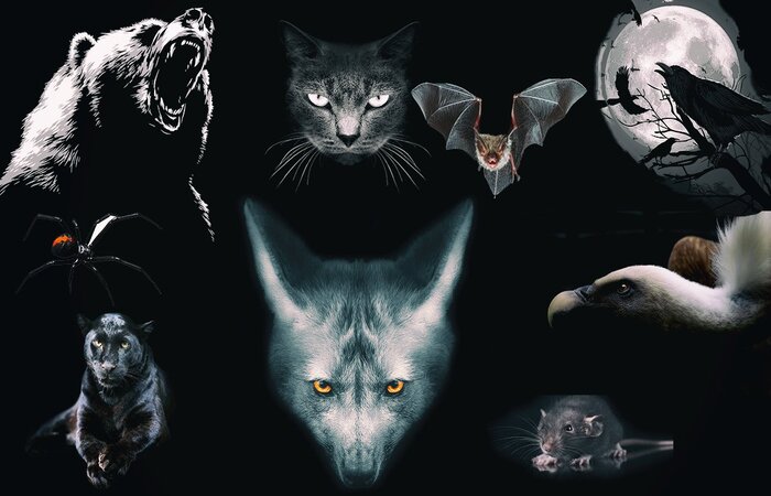 Gambar kucing hitam, beruang, burung raven, serigala, burung hering, kelelawar, macan kumbang, dan laba-laba black widow (The Minds Journal) - Image