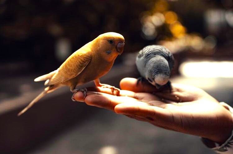 Burung bagus bagi mental orang OCD. - Image