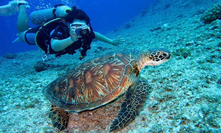 Ilustrasi diving atau snorkling./ Richard Segal/Pexels.com - Image