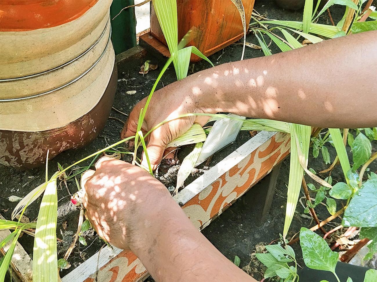 Tanaman bawang dayak yang sengaja ditanam untuk dipanen. Butuh 5-6 bulan agar bawang ini bisa dipanen. - Image
