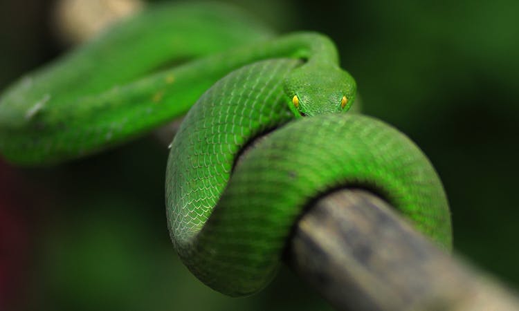 Ilustrasi tafsir mimpi tentang ular hijau./ Pexels by Wild Life Photography - Image