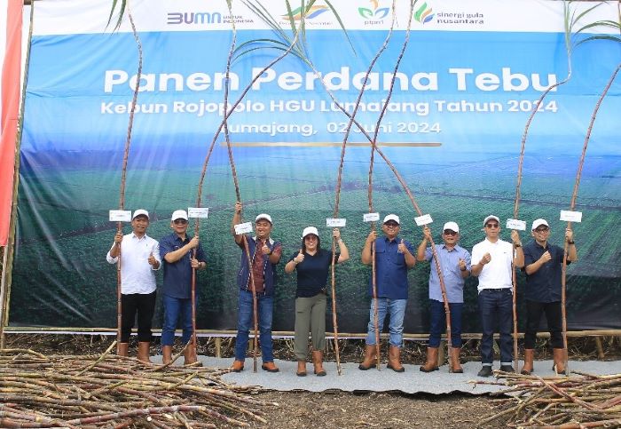 PTPN I Regional 4 lakukan panen perdana di Kebun Rojopolo, HGU Lumajang. - Image