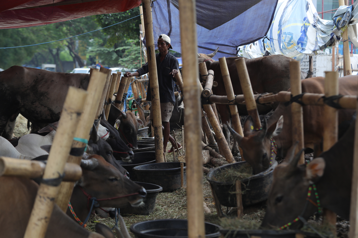Pedagang berjualan sapi kurban yang dijual di kawasan Kuningan, Jakarta. - Image
