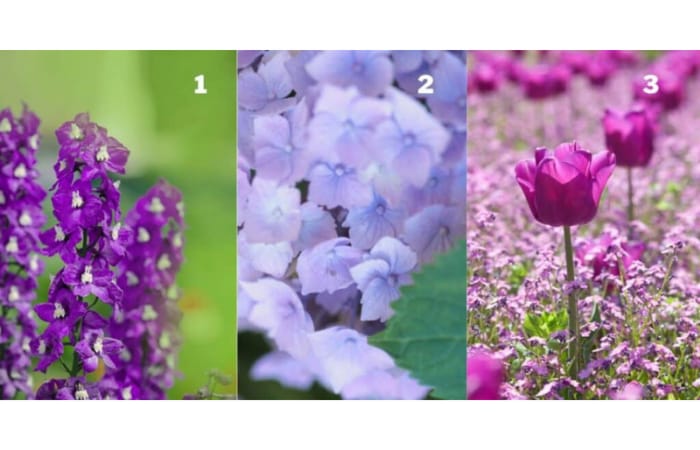 Tes kepribadian untuk mengungkapkan gaya keanggunan (abmeyerwood.com) - Image