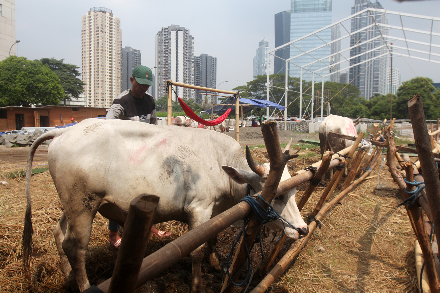 Hewan kurban Sapi asal Bima, Nusa Tenggara Barat (NTB) di pajang di Pasar Hewan Kurban Musiman Kawasan Kuningan, Jakarta. - Image