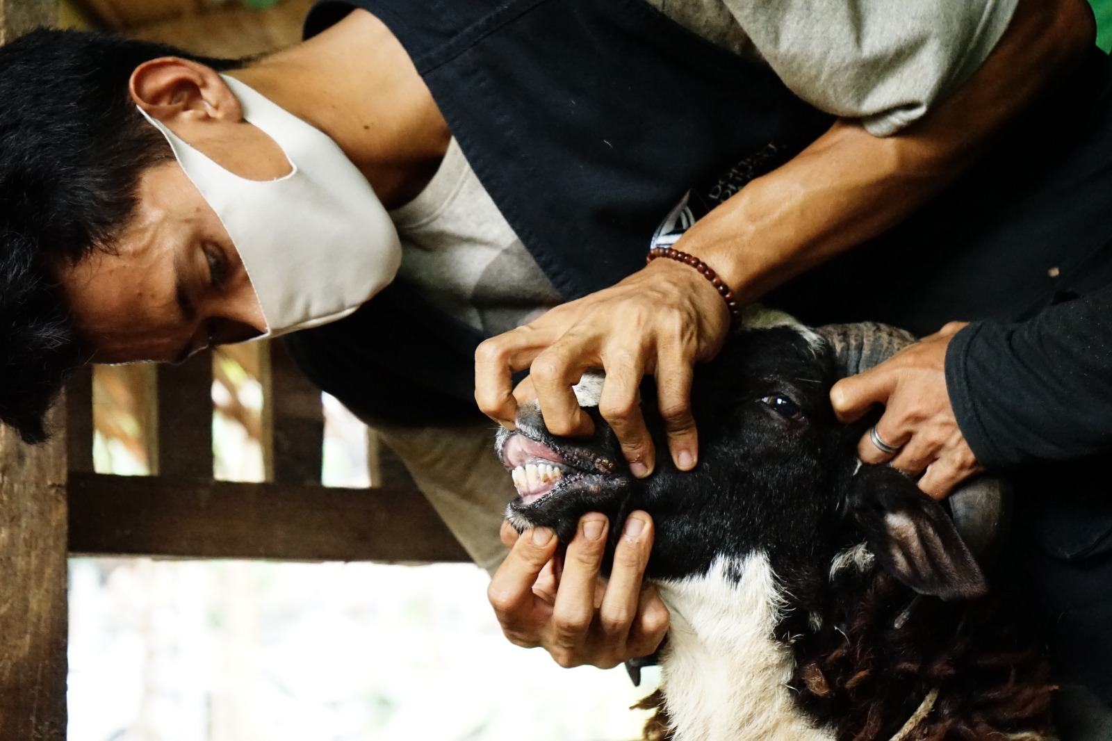 Petugas melihat kondisi kambing untuk kurban. - Image