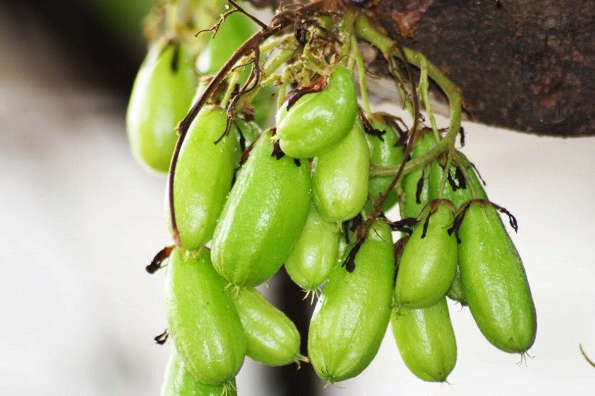 Apakah Buah Belimbing Wuluh Baracun Saat Dimakan (Kangjo) - Image