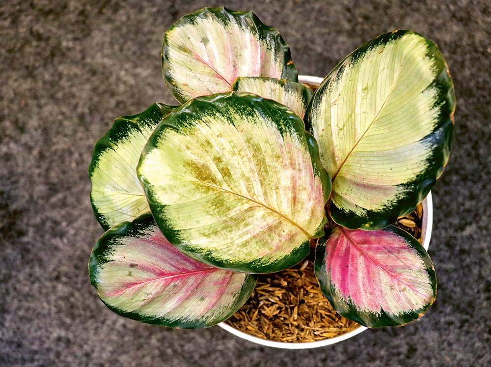 WARNA MENARIK: Beberapa koleksi calathea milik Tessa Octavia. Di antaranya calathea black lipstick dan calathea crimson. - Image