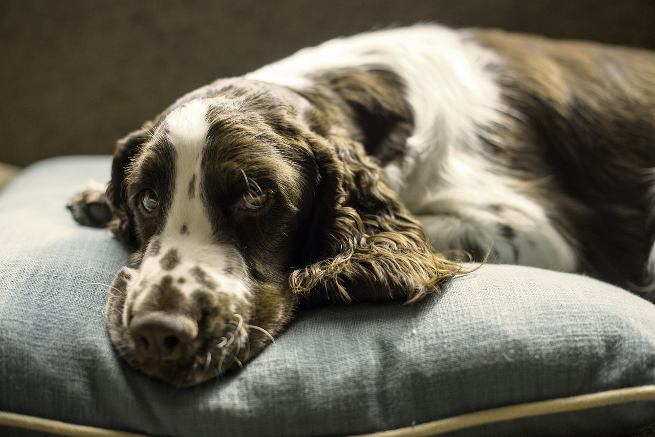 Ilustrasi anjing tertidur di bantal (Pixabay/justamonster) - Image