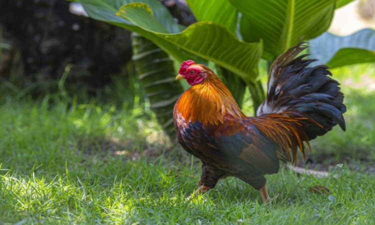 ilustrasi hewan ayam (sumber: freepik) - Image