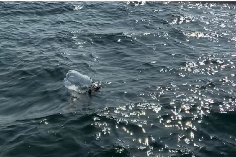 Sebuah video yang beredar di media sosial X menunjukkan adanya galon sekali pakai yang mengambang dan menjadi sampah di lautan pada Selasa (30/7/2024). ANTARA/HO-Komunitas Nol Sampah - Image