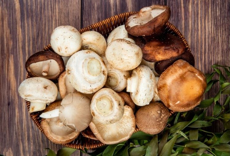 lustrasi- Jamur yang kaya manfaat/ Freepik - Image