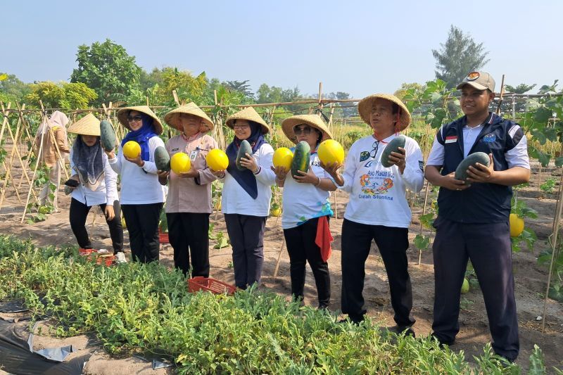 Panen melon dan semangka di Pulau Tidung, Kabupaten Kepulauan Seribu, Jumat (9/8). (ANTARA/HO pemkab Kepulauan Seribu) - Image